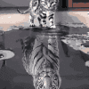 Reflection Cat Tiger Paint By Number Kit - Just Paint by Number