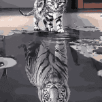 Reflection Cat Tiger  Paint By Number Kit - Just Paint by Number