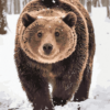 Snow Bear Paint By Numbers Kit - Just Paint by Number