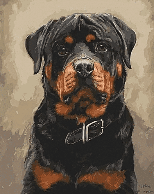 Paint by Numbers Kit Rottweiler Dog - Just Paint by Number