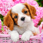 cavalier king charles spaniel puppy in a pink basket surrounded by pink flowers
