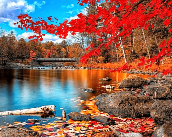 A photo of an autumn scene with red leaves on the water and a bridge in the background
