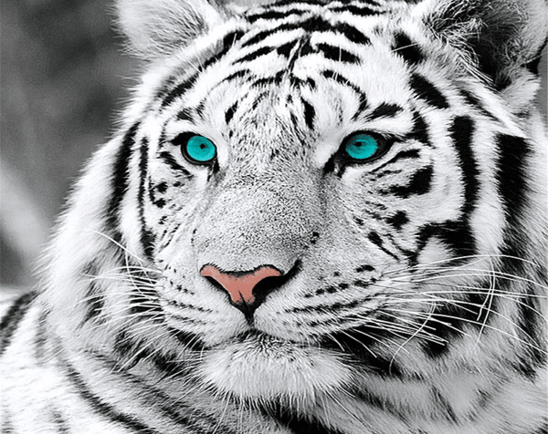 Paint by Numbers Kit Blue Eyed Tiger