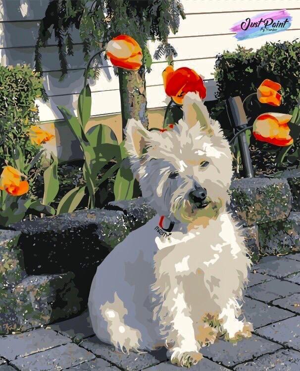 Cairn Terrier Dog - Diamond Paintings 