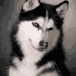 Paint by Numbers Kit Dog Cute Husky - Just Paint by Number