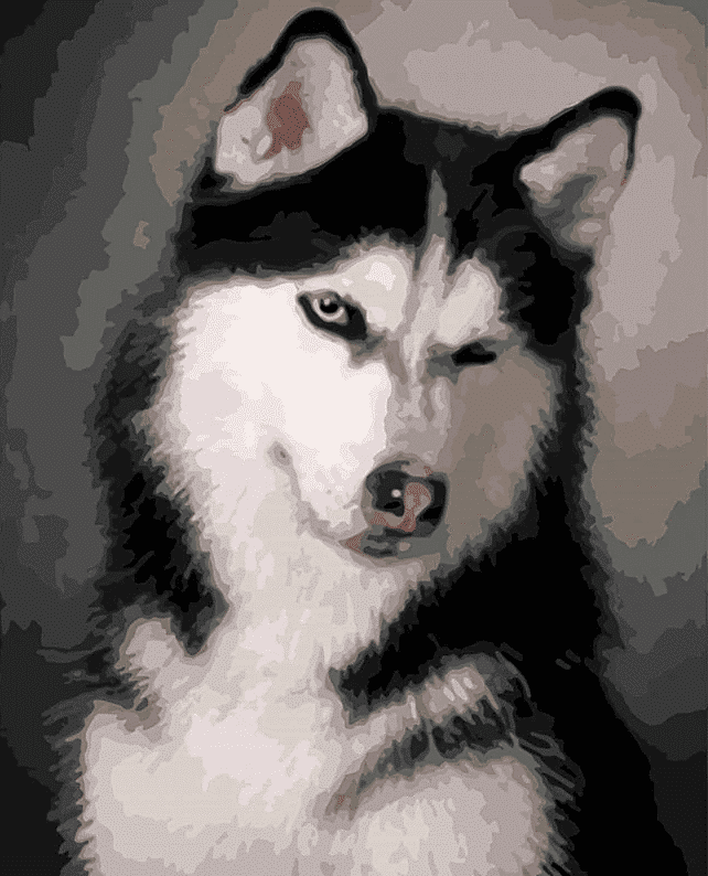 Paint by Numbers Kit Dog Cute Husky - Just Paint by Number