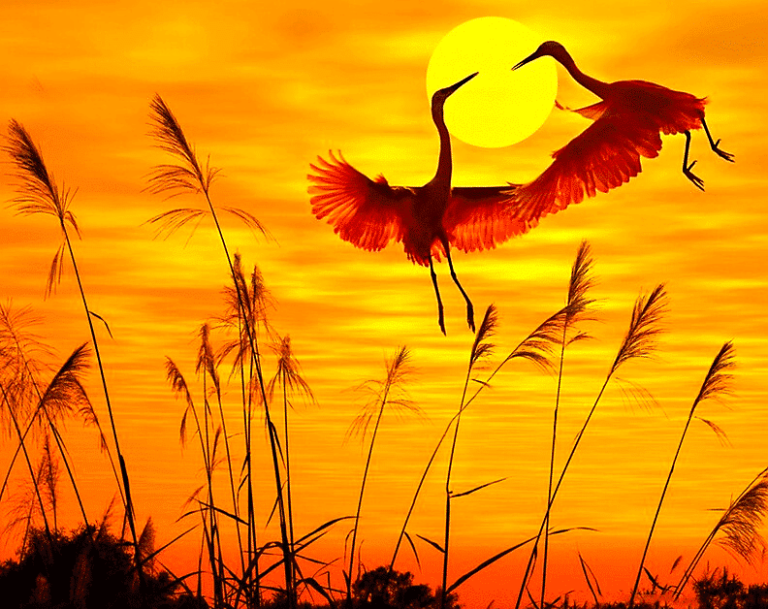 A photo of 2 cranes at sunset
