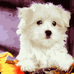 Paint by Number Kit White Cute Dog - Just Paint by Number