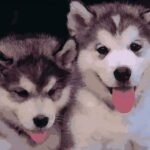 Paint by Numbers Kit Puppies Husky - Just Paint by Number