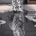 Reflection Cat Tiger Paint By Number Kit - Just Paint by Number