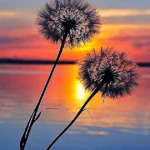 Paint by Numbers Kit Flower Dandelion - Just Paint by Number