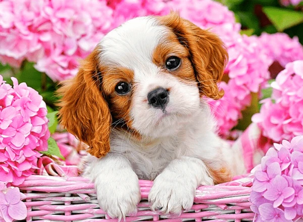 cavalier king charles spaniel puppy in a pink basket surrounded by pink flowers