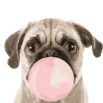 a pug dog blowing a pink bubble gum bubble painting