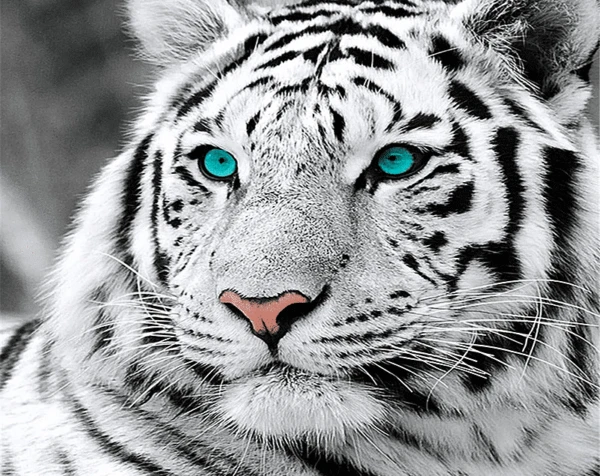 Paint by Numbers Kit Blue Eyed Tiger