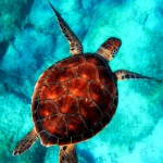 Paint by Numbers Kit Turtle Sea - Just Paint by Number