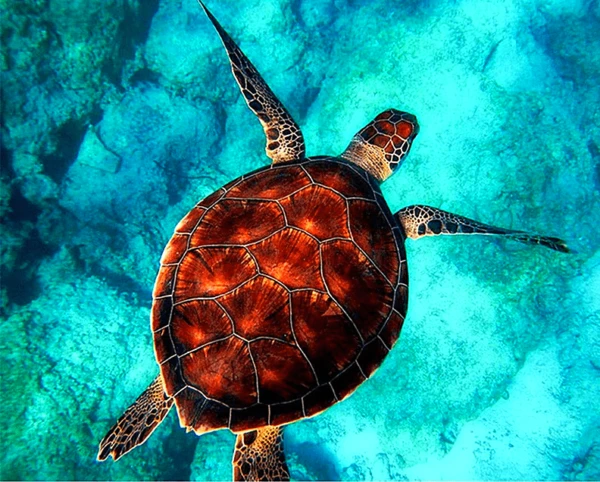 Paint by Numbers Kit Turtle Sea - Just Paint by Number