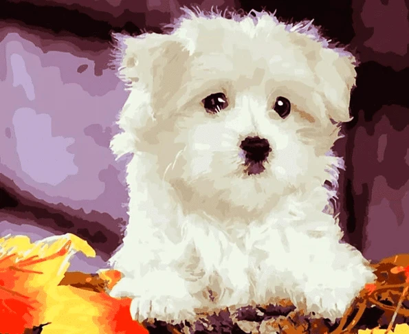 Paint by Number Kit White Cute Dog - Just Paint by Number