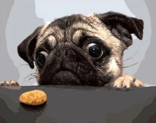Pug Paint by Numbers Kit - Just Paint by Number